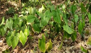 Sugandhmantri Farming Service