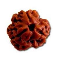 3 Mukhi Rudraksha