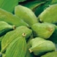 cardamom