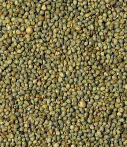 Green Millet Seeds