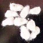 Cotton Seeds