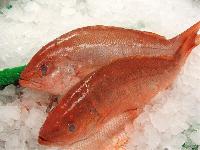 red snappers