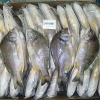 Black Sea Bream Fish