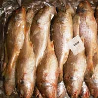 Yellow Croaker Fish, For Cooking, Food, Human Consumption, Making Medicine, Style : Fresh