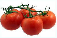 Fresh Tomatto