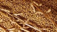 Iqf / Frozen Soy Beans