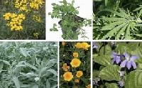 medicinal herbal plants