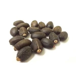 jatropha seeds