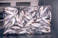 frozen sardine