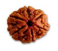 Six Mukhi Rudraksha