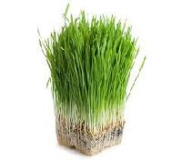 Barley Grass