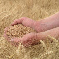 Milling Wheat