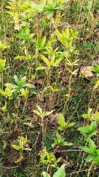 Rauwalfia Serpentina Cultivated