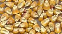 yellow maize