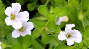 Brahmi Powder