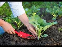 natural organic fertilizer