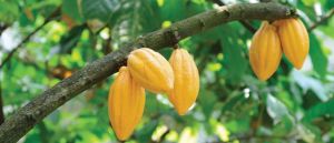 cocoa beans,  Packaging Type : Resealable Pouch