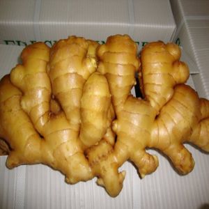 fresh ginger fresh ginger