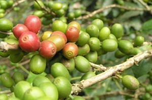 Robusta Coffee