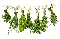 culinary herb