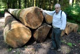 African Rose Wood/ Logs/ Timber