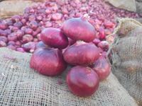 Best Quality Fresh Onion