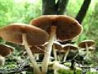 Dried Morel Mushrooms