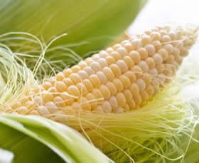yellow maize,  Speciality : Organic