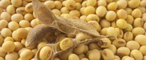 Soybean Seeds