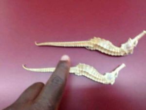Dried Sea Horse