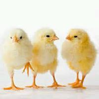 old broiler chicks