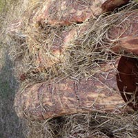 Red Sandal Wood Logs