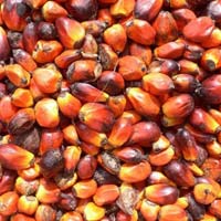 Palm Kernel Shells