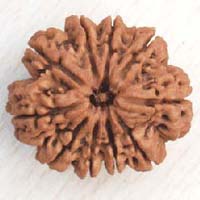 10 Mukhi Nepali Rudraksha Beads