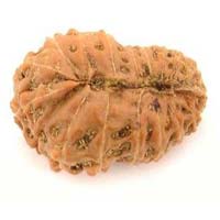 18 Mukhi Java Rudraksha Beads