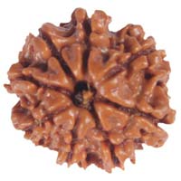 8 Mukhi Java Rudraksha Beads