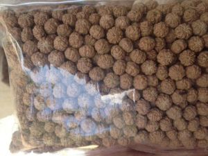 5 Mukhi Rudraksha Beads Size 13-16 Wholesale