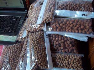 500 Loose Rudraksha Beads
