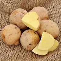 Potato Seed