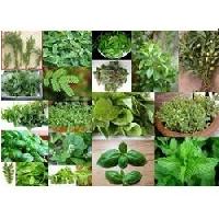 aromatic plants