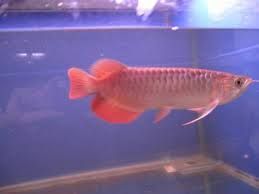 Arowana Fish