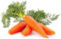 Fresh Carrot