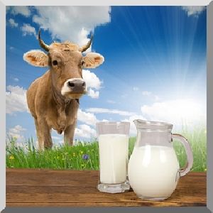 Cow Milk In Pune | Fresh Cow Milk Manufacturers & Suppliers In Pune