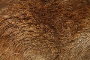 Animal Skin