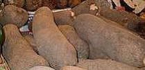 Fresh Yam