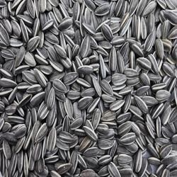 untreated black sunflower seeds south africa black cumin seeds black cumin seeds from south manufacturers and suppliers untreated black sunflower seeds south africa black cumin seeds black cumin seeds from south manufacturers and suppliers