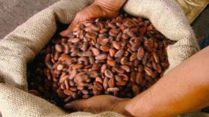 cocoa beans