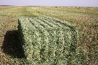 Green Alfalfa Hay