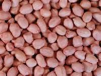 Java Groundnut Kernels