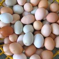 poultry eggs